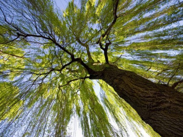 A substance capable of killing cancer cells was found in willow leaves