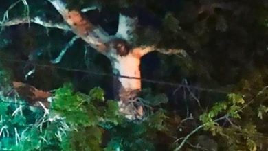 In Colombia a tree is found that is very similar to Jesus Christ