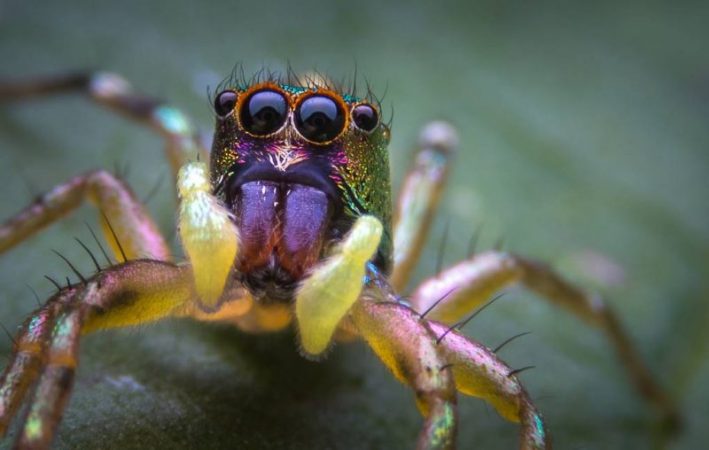 Seven new species of peacock spiders