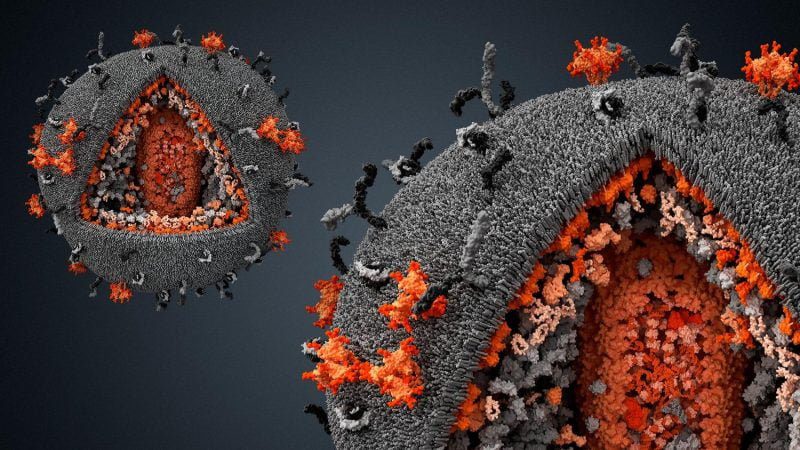 The scientist told how viruses contributed to human evolution
