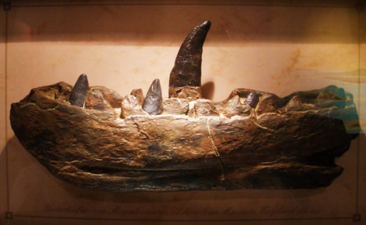 fossils that changed the look at dinosaurs