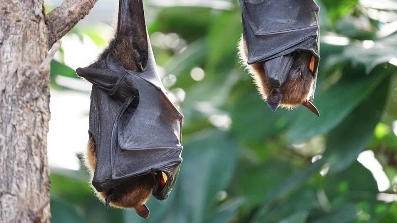 Bats are massively killed in China and Europe