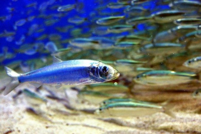 Biologists have identified neural circuits that allow fish to sense the flow of water