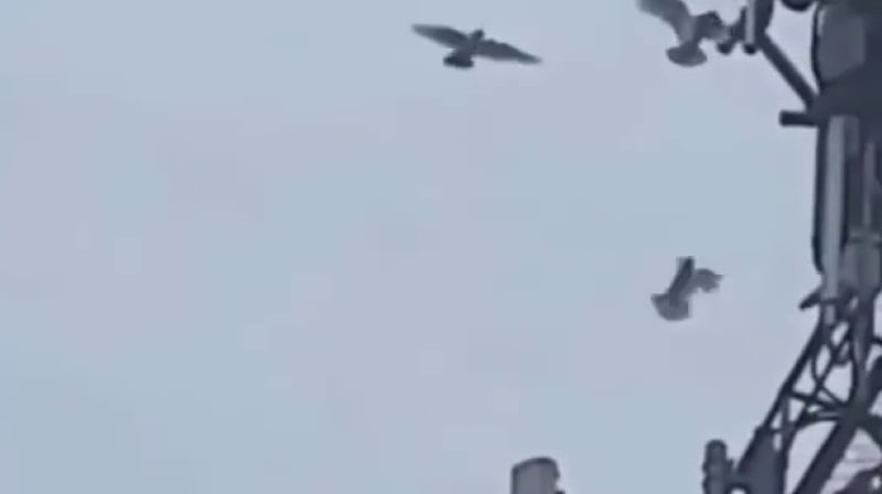 Birds around the world start attacking G towers