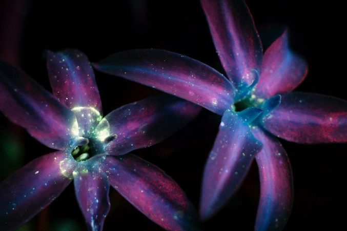 Cosmic flowers