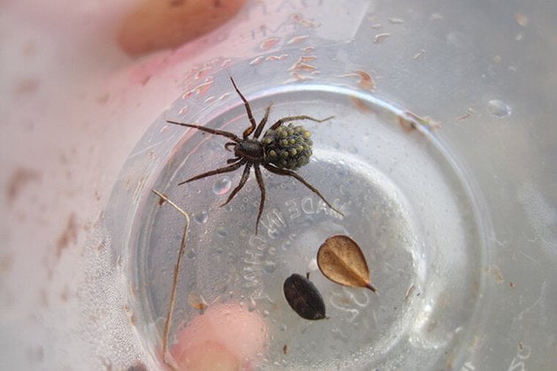 Due to global warming wolf spiders in the Arctic began to eat their children