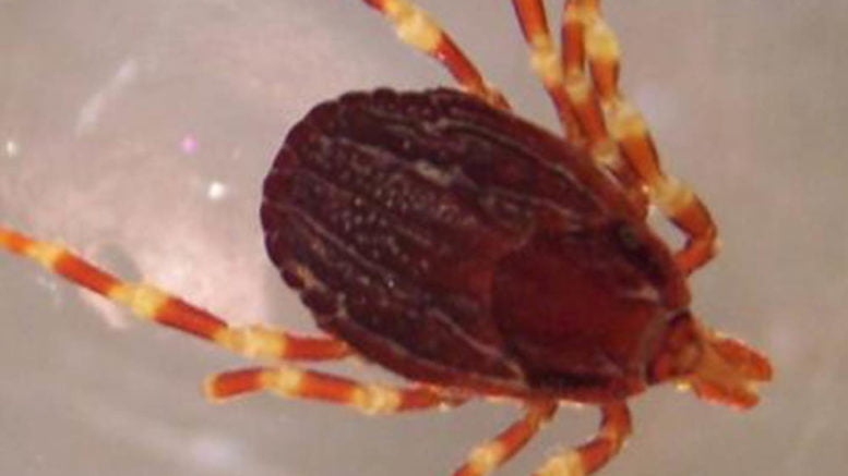 Five times more than usual deadly ticks appeared in Germany
