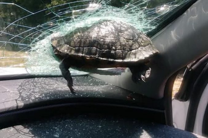 Flying turtle broke through the windshield of a car