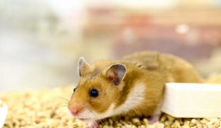 Hamster experiments show how effective masks prevent the spread of coronavirus