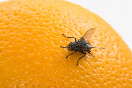 Heres why house flies are a threat
