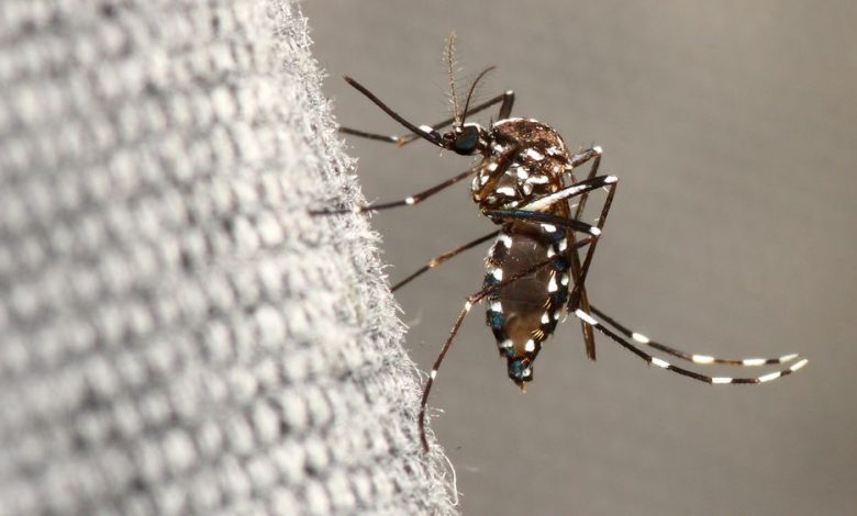 Ibiza filled with dangerous tiger mosquitoes