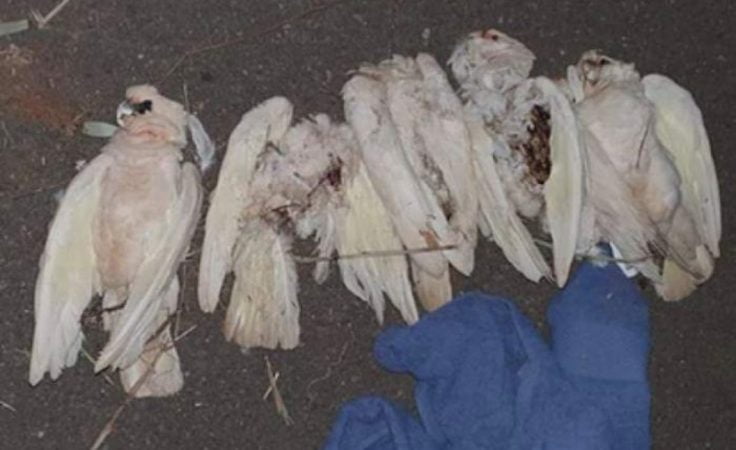 In Australia dead parrots fall right from the sky