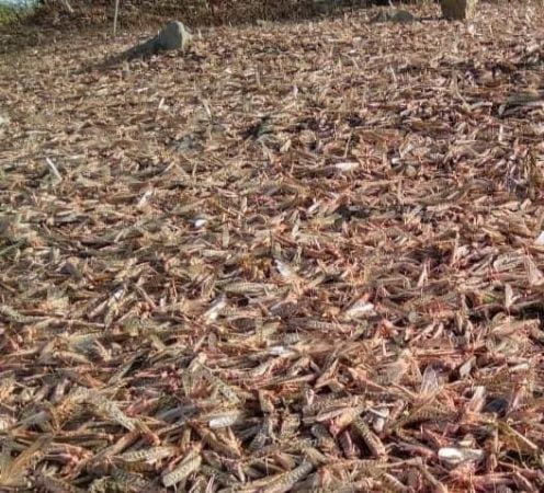 India suffered worst locust attack in years