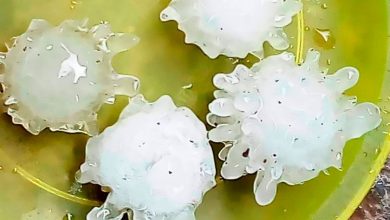 Large coronavirus hailstones rained down on Mexico