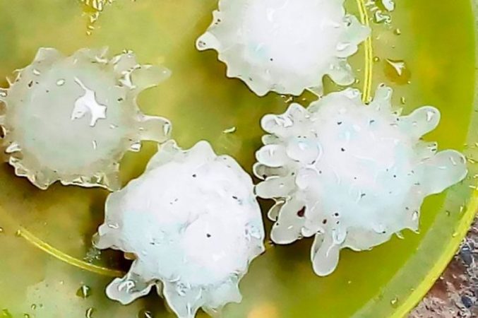 Large coronavirus hailstones rained down on Mexico