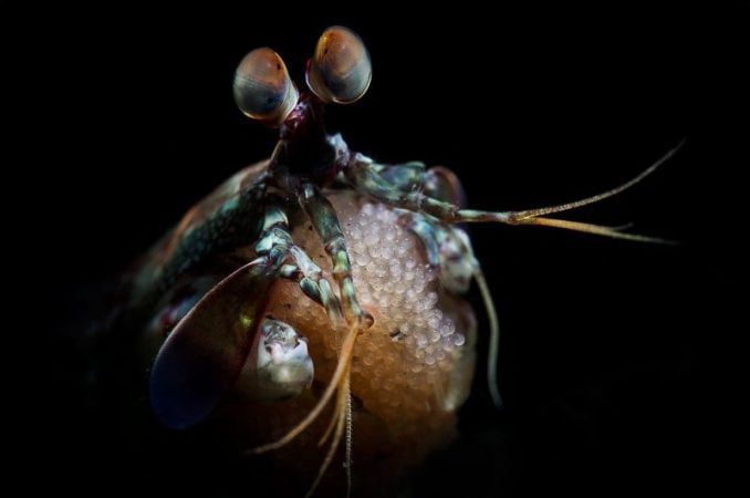 Mantis crayfish have the most complex eyes in the world