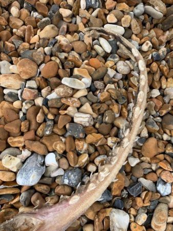 On Brighton Beach a creature with teeth on its tail was discovered