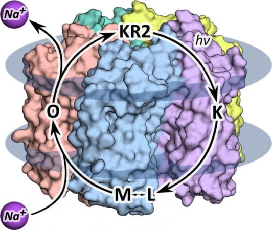 Rhodopsin spectroscopy KR