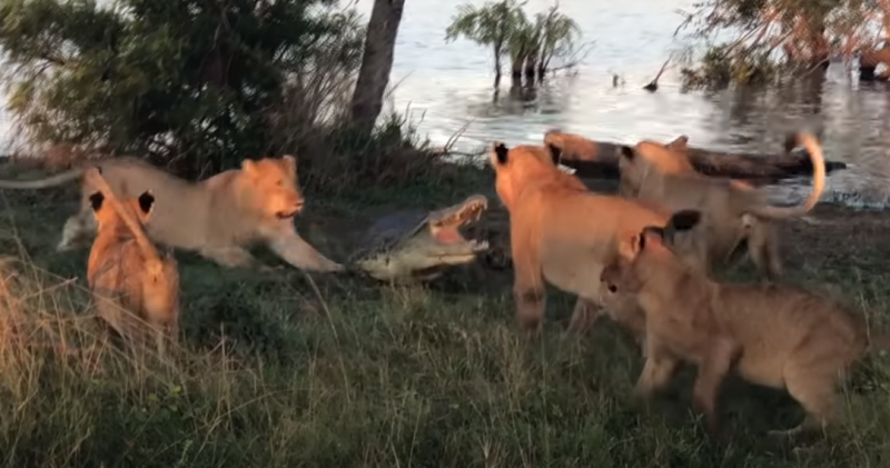 Surrounded crocodile fights off five lionesses