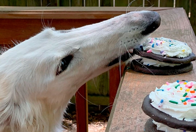 The dog with an unusually long nose became the star of the Internet