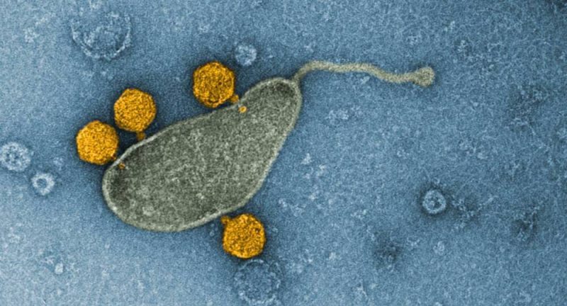 The most common bacteria in the oceans turned out to be a reservoir of viruses