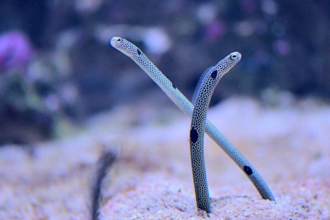 Tokyo Oceanarium asked to call the eels so that they get used to people