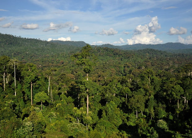 Two degrees warming will undermine tropical forest biodiversity
