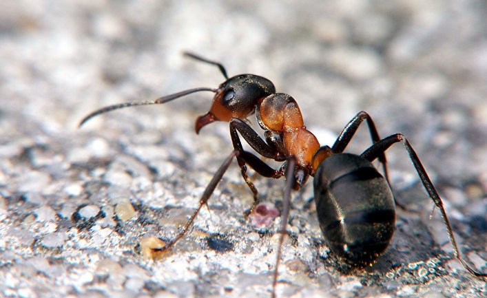 memory of forest ants is similar to human