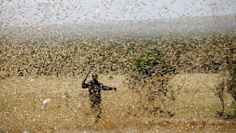 Africa India and the Middle East suffer from locust invasion threatened millions of lives 1