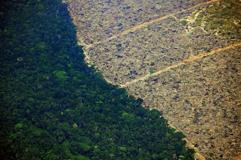 Every 6 seconds the Earth loses a portion of the rainforest the size of a football field