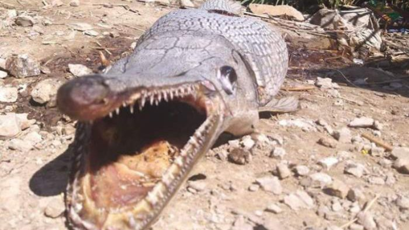 In Cyprus a strange toothy creature was found at the dam