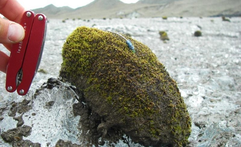In the Arctic moving balls made of moss
