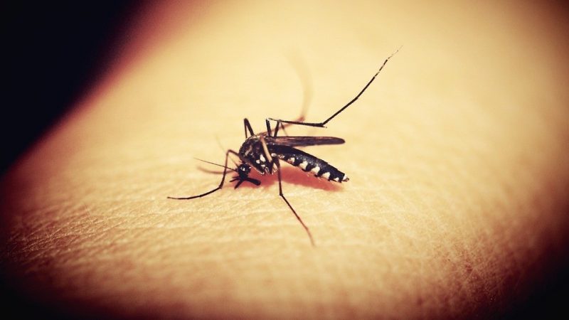 Infectious mosquitoes endanger the lives of people in the US