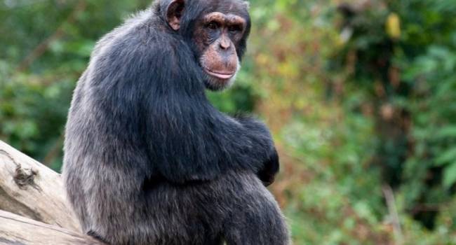 Why do chimpanzees throw stones at trees