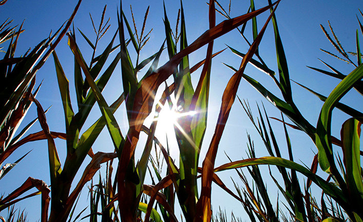 Changes in Earths atmosphere make food less healthy