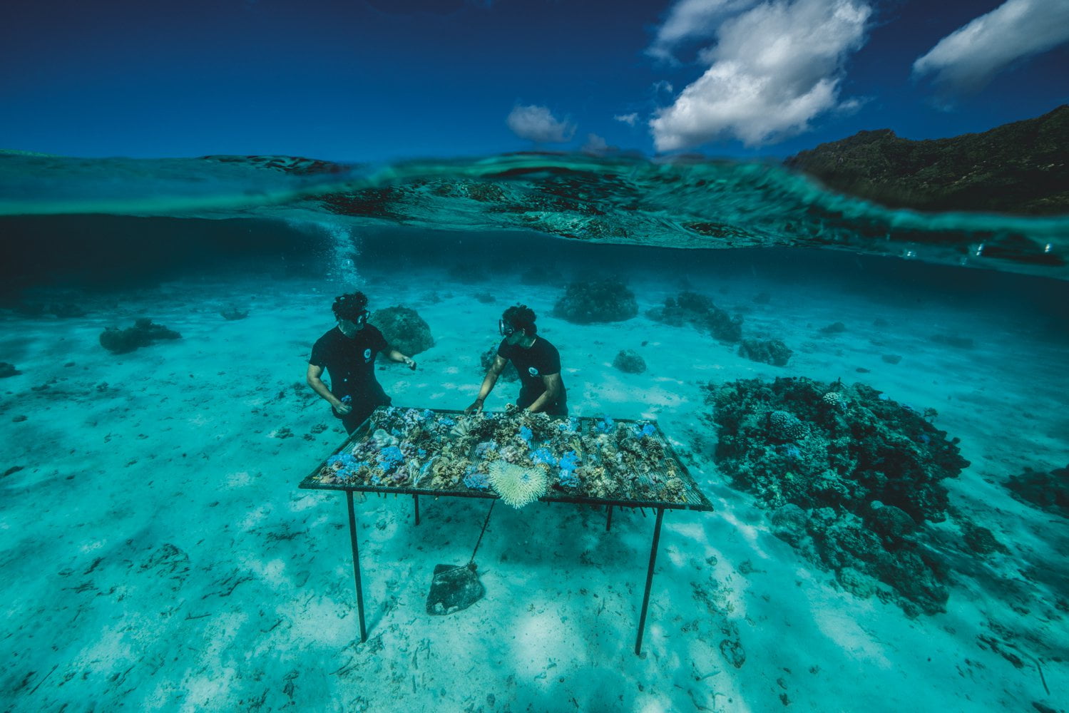 Coral transplant how reefs are given new life