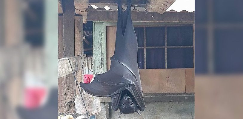 Heres what we know about a human sized bat
