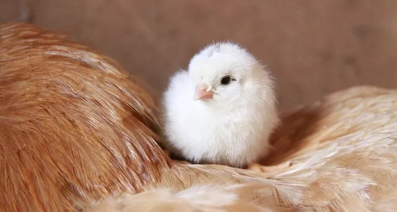 How a chicken breathes inside an egg
