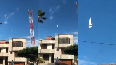 In Colombia captured on video hovering in the sky of a white dove