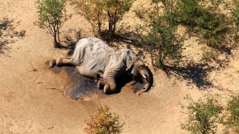 Mass death of elephants in South Africa caused by unknown pathogen