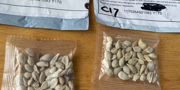 Mysterious Chinese seeds spawn across US 2