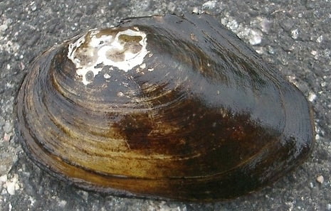 The giant mollusks in the Volga turned out to be from China