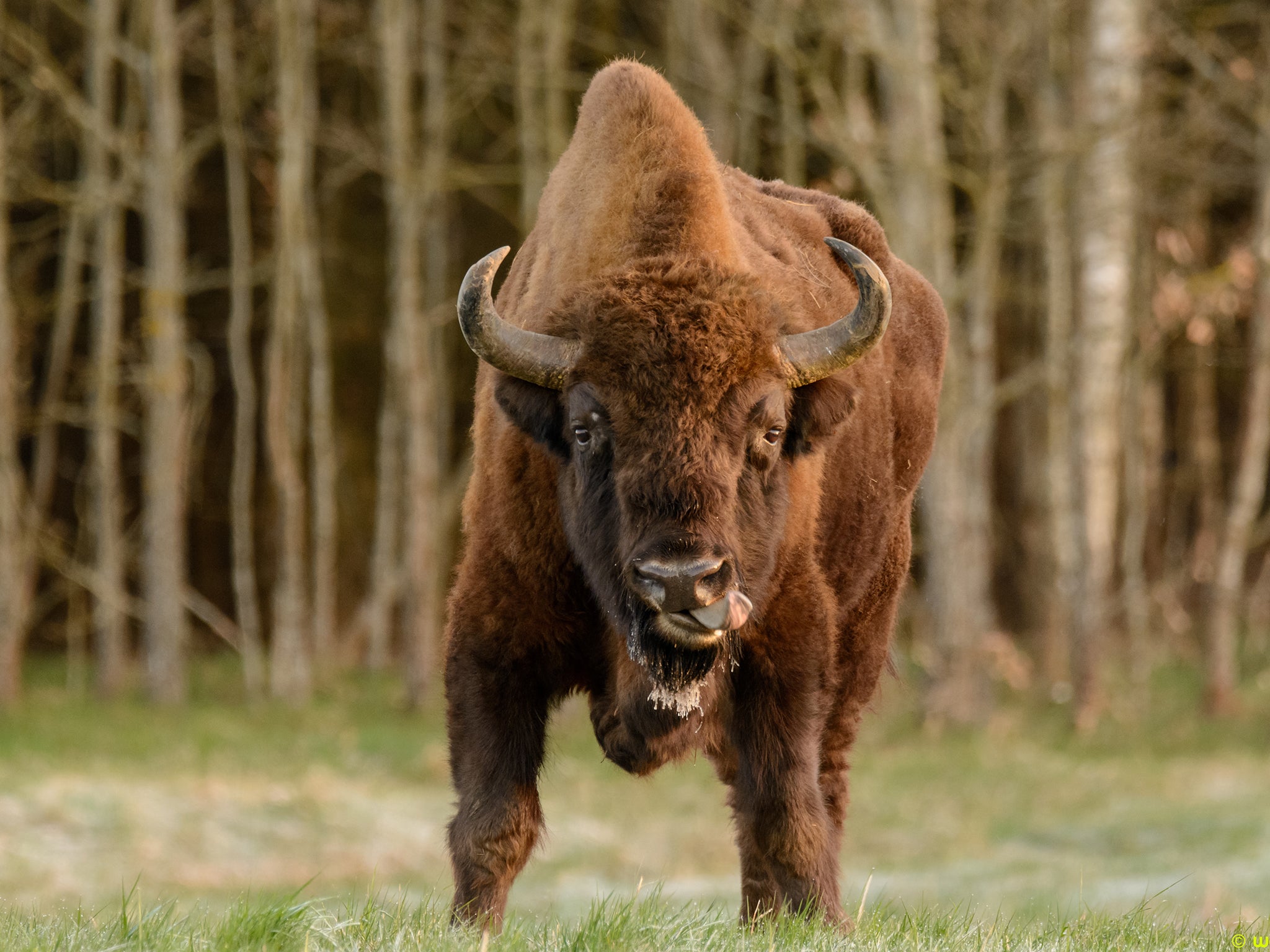 Wild bison 2