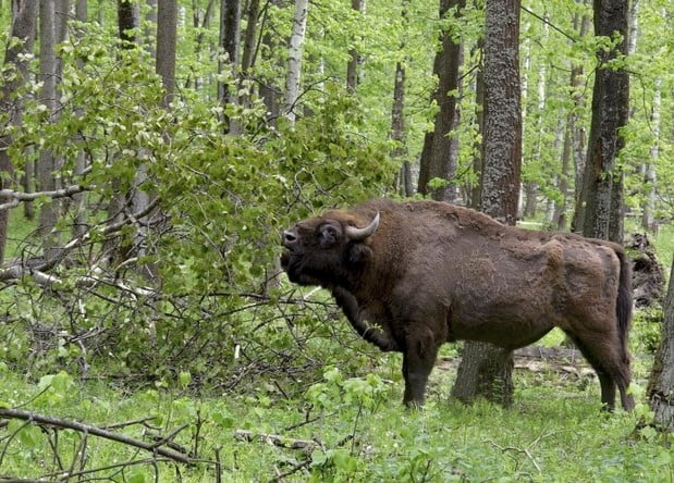 Wild bison will appear in the UK in 2022