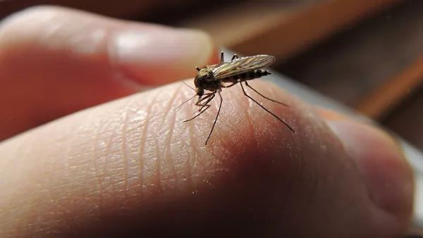 mosquito aggression