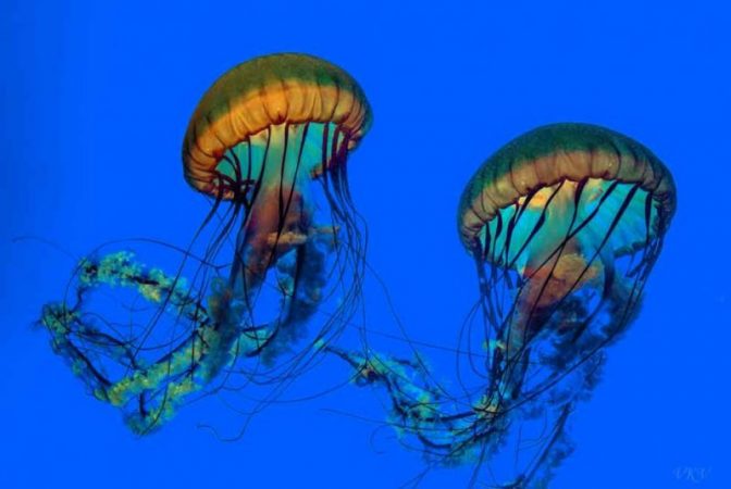 people among jellyfish 3