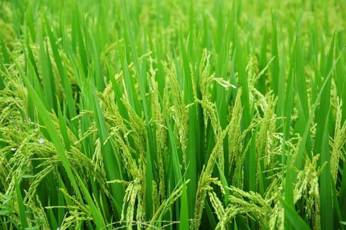 rice field