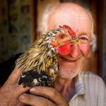 Chicken and human DNA are 70 similar