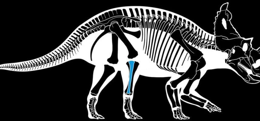 First diagnosed with bone cancer in a dinosaur