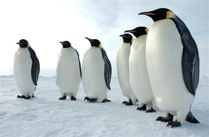 Scientists discover 11 previously unknown emperor penguin colonies in Antarctica